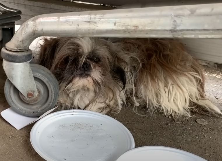 Nestled in the arms of a caring rescuer, a terrified abandoned dog discovers hope, turning a heart-wrenching narrative into a breathtaking conclusion. - Lillise