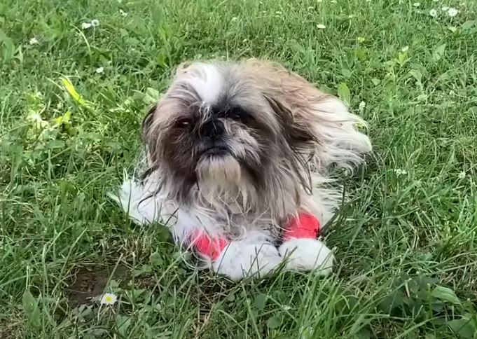 Nestled in the arms of a caring rescuer, a terrified abandoned dog discovers hope, turning a heart-wrenching narrative into a breathtaking conclusion. - Lillise