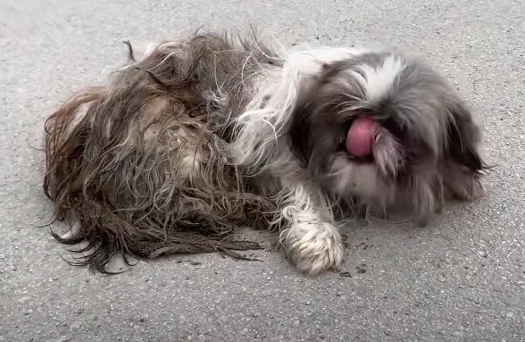 Nestled in the arms of a caring rescuer, a terrified abandoned dog discovers hope, turning a heart-wrenching narrative into a breathtaking conclusion. - Lillise