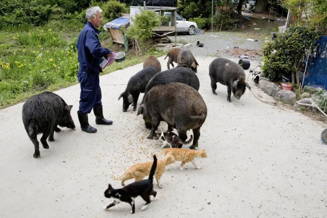 A man is caring for animals that were left behind at Fukushima over a decade ago