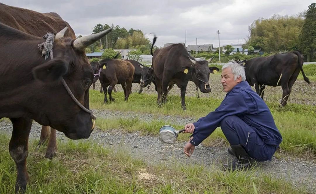 A man is caring for animals that were left behind at Fukushima over a decade ago