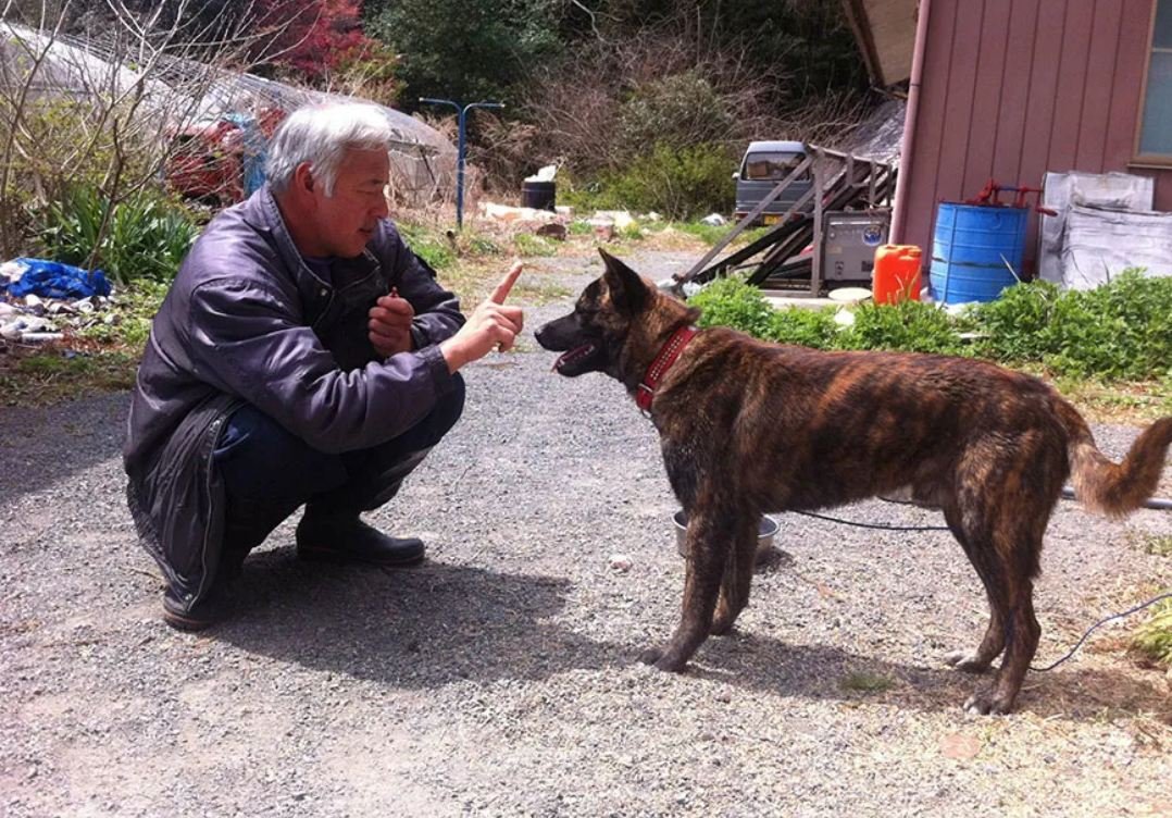 A man is caring for animals that were left behind at Fukushima over a decade ago