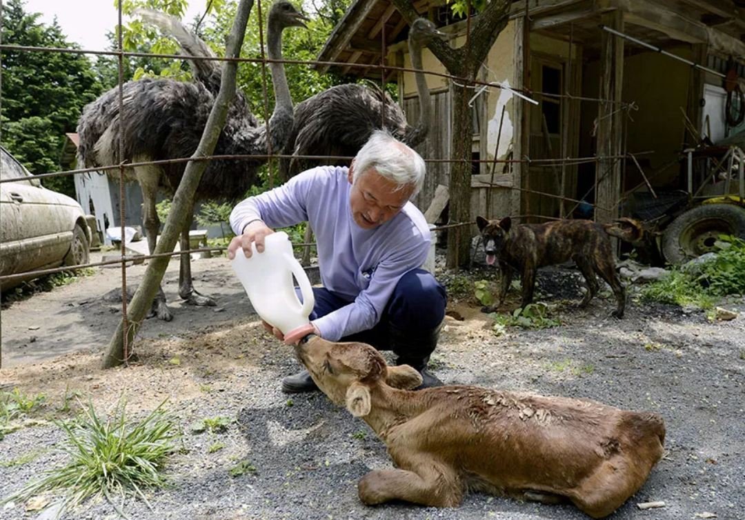 A man is caring for animals that were left behind at Fukushima over a decade ago