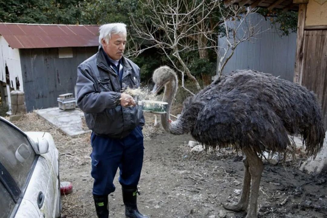 A man is caring for animals that were left behind at Fukushima over a decade ago