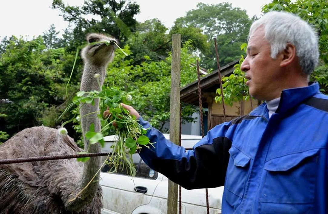 A man is caring for animals that were left behind at Fukushima over a decade ago