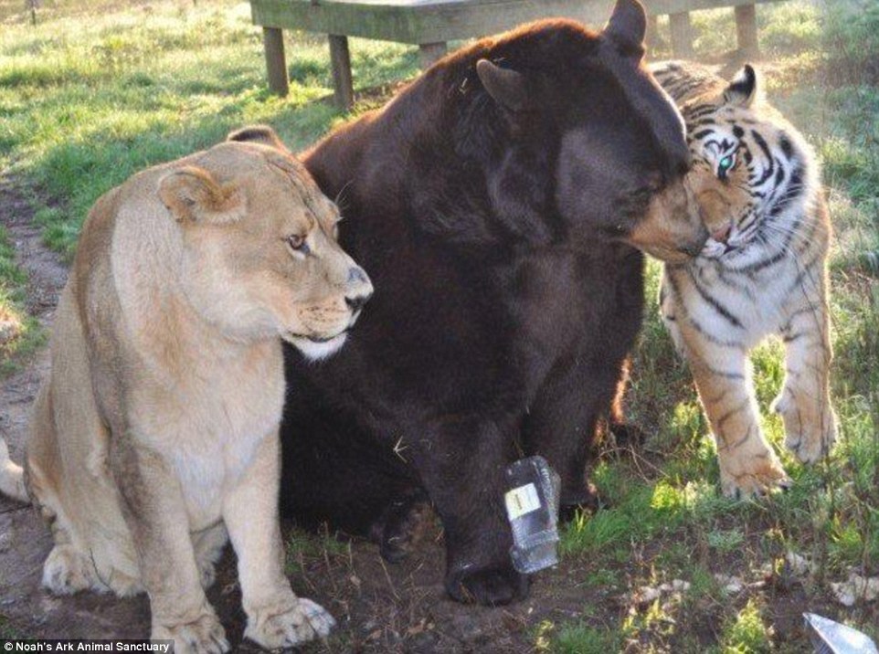 The Unbreakable Bond Between a Lion, a Tiger, and a Bear: How They Survived a Traumatic Past and Found a Loving Home at a Georgia Animal Shelter -004 - srody.com