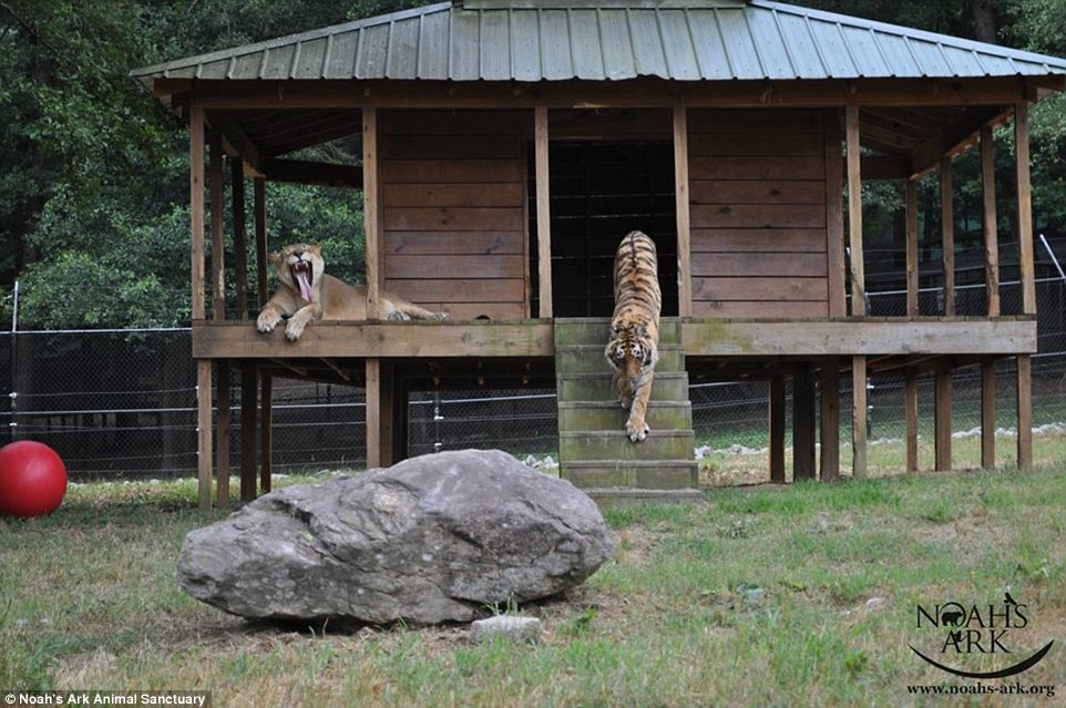 The Unbreakable Bond Between a Lion, a Tiger, and a Bear: How They Survived a Traumatic Past and Found a Loving Home at a Georgia Animal Shelter -004 - srody.com