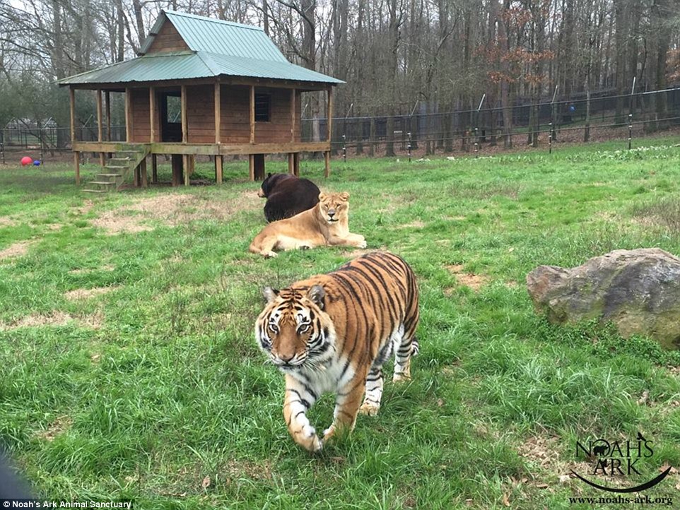 The Unbreakable Bond Between a Lion, a Tiger, and a Bear: How They Survived a Traumatic Past and Found a Loving Home at a Georgia Animal Shelter -004 - srody.com