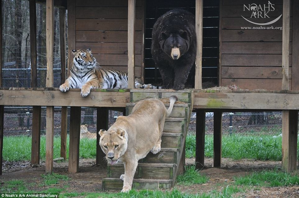 The Unbreakable Bond Between a Lion, a Tiger, and a Bear: How They Survived a Traumatic Past and Found a Loving Home at a Georgia Animal Shelter -004 - srody.com