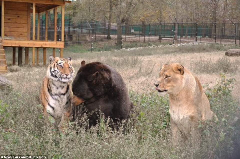 The Unbreakable Bond Between a Lion, a Tiger, and a Bear: How They Survived a Traumatic Past and Found a Loving Home at a Georgia Animal Shelter -004 - srody.com