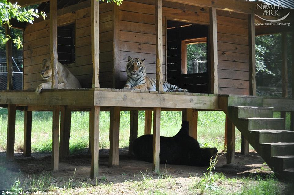 The Unbreakable Bond Between a Lion, a Tiger, and a Bear: How They Survived a Traumatic Past and Found a Loving Home at a Georgia Animal Shelter -004 - srody.com