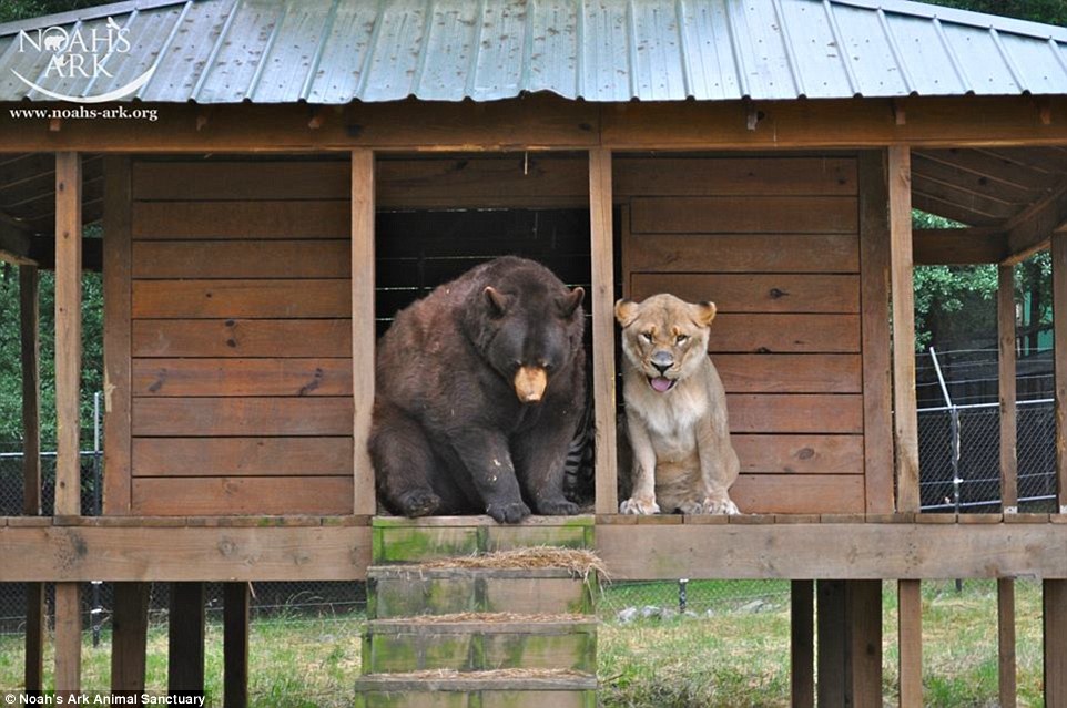 The Unbreakable Bond Between a Lion, a Tiger, and a Bear: How They Survived a Traumatic Past and Found a Loving Home at a Georgia Animal Shelter -004 - srody.com