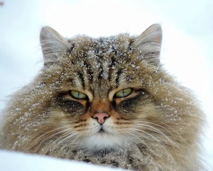 Siberian Cats and their human counterparts revel in a wintertime wonderland, embracing exhilarating moments of frolic and play. - Lillise