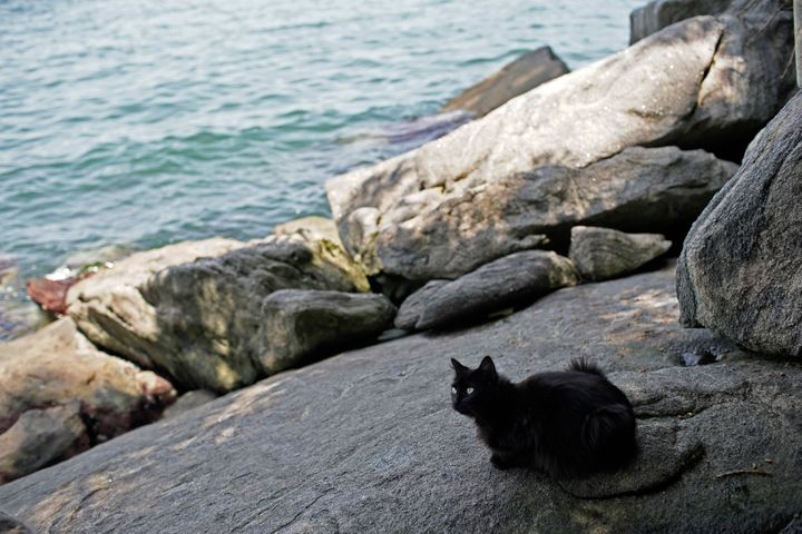 Compassionate Souls Unite: A Call to Aid Brazil's Cat Island, Devastated by the Harsh Realities of the Pandemic. - Lillise