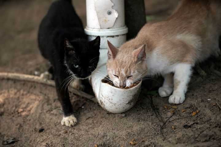 Compassionate Souls Unite: A Call to Aid Brazil's Cat Island, Devastated by the Harsh Realities of the Pandemic. - Lillise