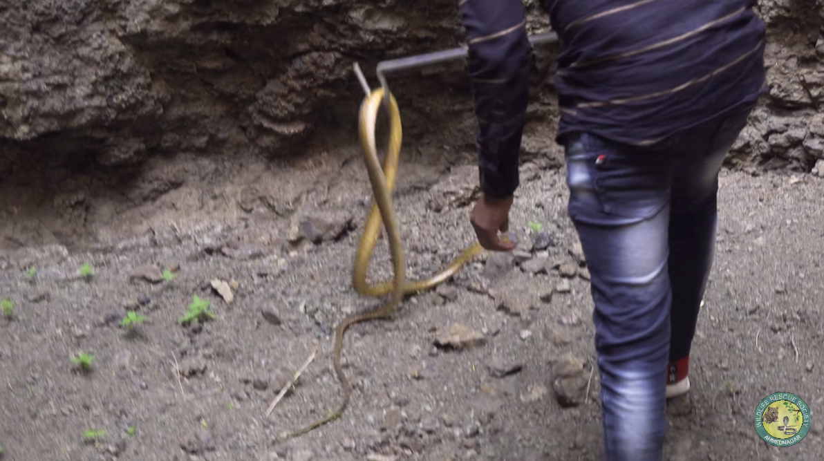 The shock of discovering a giant golden snake hiding in a bottomless well for 100 years surprised everyone (Video).f - LifeAnimal