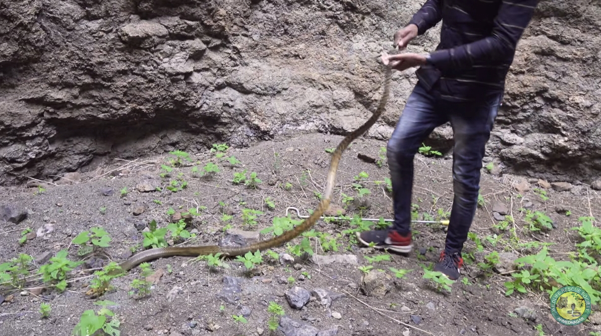 El shock de descubrir una serpiente dorada gigante escondida en un pozo sin fondo durante 100 años sorprendió a todos (Video).f - VidaAnimal