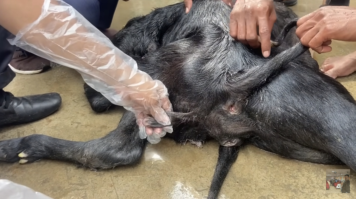 An old farmer holding a cow gave birth to a calf with "2 heads and 10 legs" that scared the villagers (Video).f - LifeAnimal