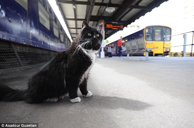 The feline enforcer! Huddersfield train station’s patrolling moggie Felix is promoted to Senior Pest Controller, complete with a new uniform and badge. – The News Volcano