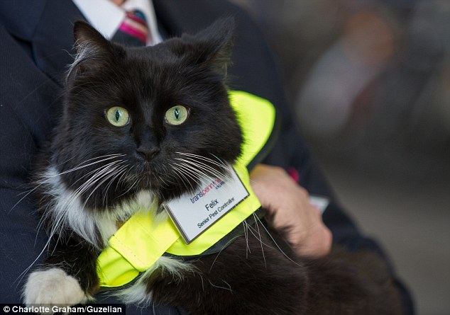 The feline enforcer! Huddersfield train station’s patrolling moggie Felix is promoted to Senior Pest Controller, complete with a new uniform and badge. – The News Volcano