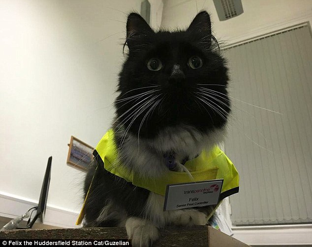 The feline enforcer! Huddersfield train station’s patrolling moggie Felix is promoted to Senior Pest Controller, complete with a new uniform and badge. – The News Volcano