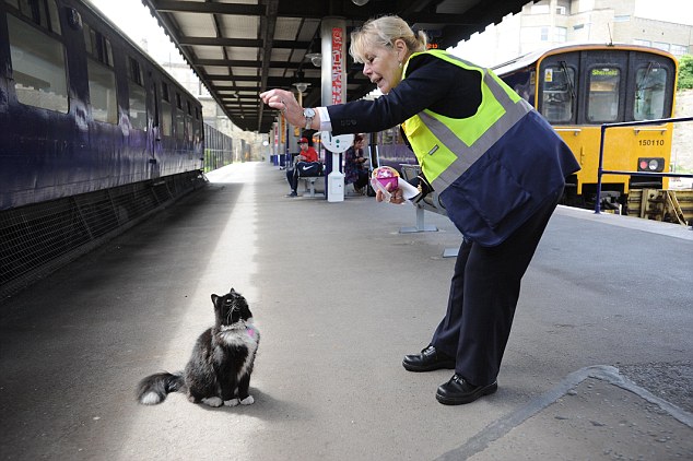 The feline enforcer! Huddersfield train station’s patrolling moggie Felix is promoted to Senior Pest Controller, complete with a new uniform and badge. – The News Volcano