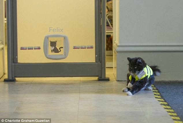 The feline enforcer! Huddersfield train station’s patrolling moggie Felix is promoted to Senior Pest Controller, complete with a new uniform and badge. – The News Volcano