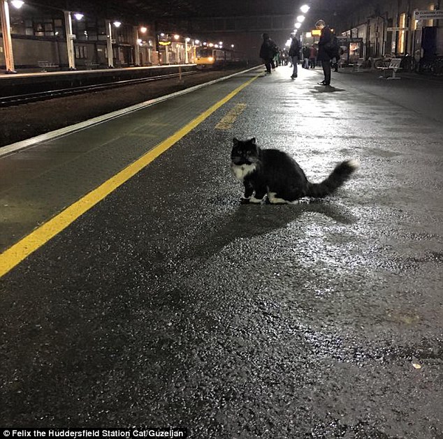 The feline enforcer! Huddersfield train station’s patrolling moggie Felix is promoted to Senior Pest Controller, complete with a new uniform and badge. – The News Volcano