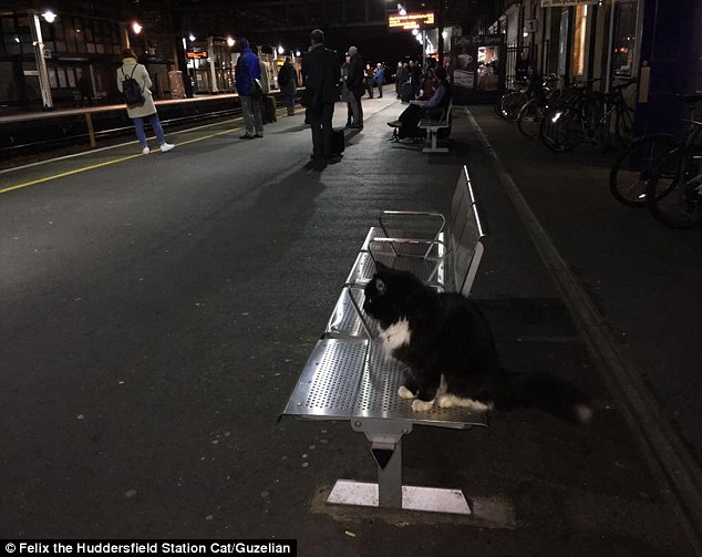 The feline enforcer! Huddersfield train station’s patrolling moggie Felix is promoted to Senior Pest Controller, complete with a new uniform and badge. – The News Volcano