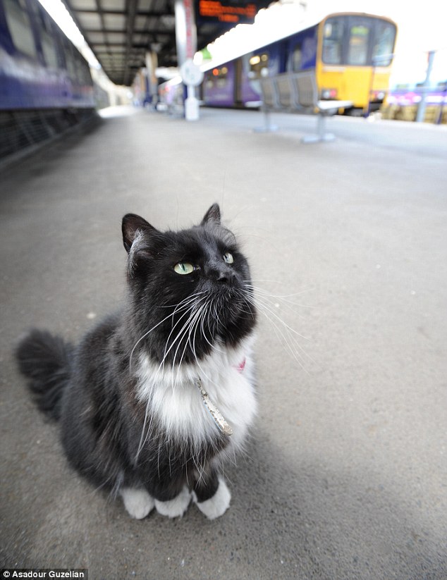 The feline enforcer! Huddersfield train station’s patrolling moggie Felix is promoted to Senior Pest Controller, complete with a new uniform and badge. – The News Volcano