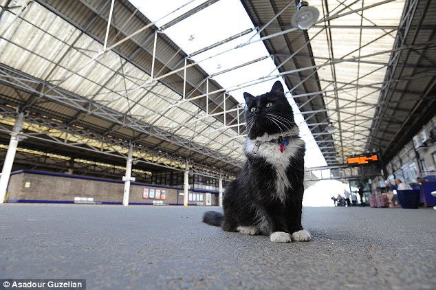 The feline enforcer! Huddersfield train station’s patrolling moggie Felix is promoted to Senior Pest Controller, complete with a new uniform and badge. – The News Volcano