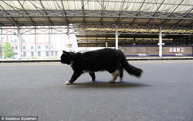 The feline enforcer! Huddersfield train station’s patrolling moggie Felix is promoted to Senior Pest Controller, complete with a new uniform and badge. – The News Volcano