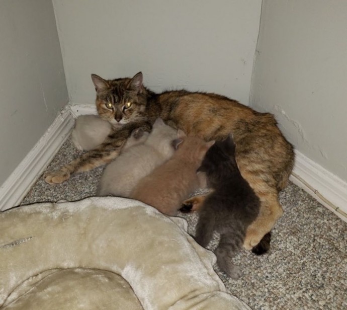 A protective cat mother shields her kittens in a backyard until rescuers arrive to save them. – The News Volcano