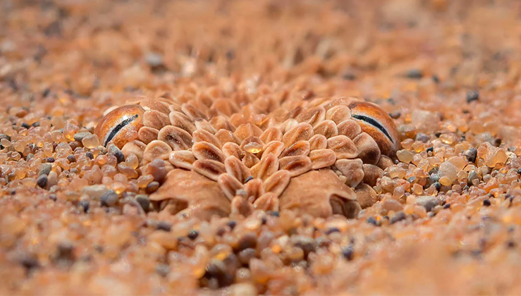 "Lensman's Discovery: Captivating Photo Reveals Hidden Sand-Cloaked Snak - Sporting ABC