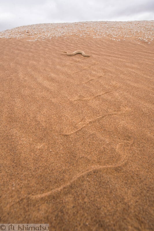 "Lensman's Discovery: Captivating Photo Reveals Hidden Sand-Cloaked Snak - Sporting ABC