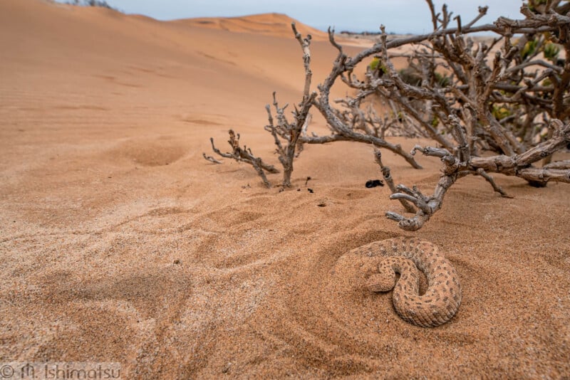 "Lensman's Discovery: Captivating Photo Reveals Hidden Sand-Cloaked Snak - Sporting ABC