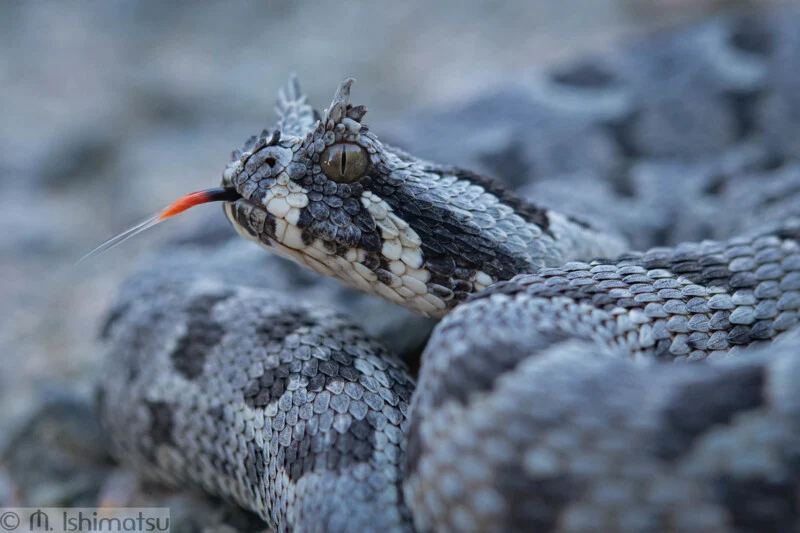 "Lensman's Discovery: Captivating Photo Reveals Hidden Sand-Cloaked Snak - Sporting ABC