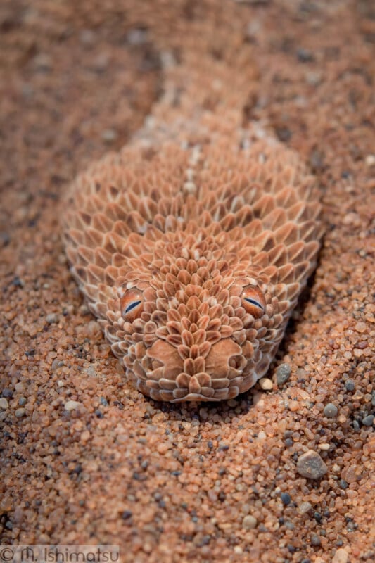 "Lensman's Discovery: Captivating Photo Reveals Hidden Sand-Cloaked Snak - Sporting ABC