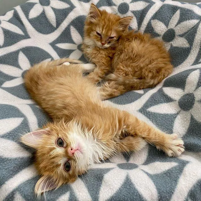 Twin kittens were so overjoyed to have a comfortable place to stay that they thrived and grew into happy ginger cats, filled with contentment. – The News Volcano