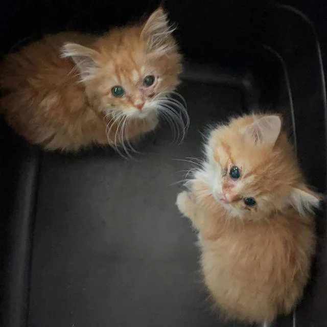 Twin kittens were so overjoyed to have a comfortable place to stay that they thrived and grew into happy ginger cats, filled with contentment. – The News Volcano