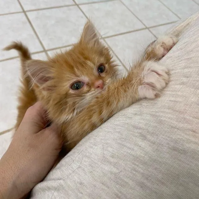 Twin kittens were so overjoyed to have a comfortable place to stay that they thrived and grew into happy ginger cats, filled with contentment. – The News Volcano