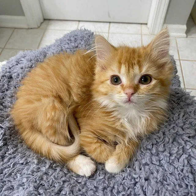 Twin kittens were so overjoyed to have a comfortable place to stay that they thrived and grew into happy ginger cats, filled with contentment. – The News Volcano