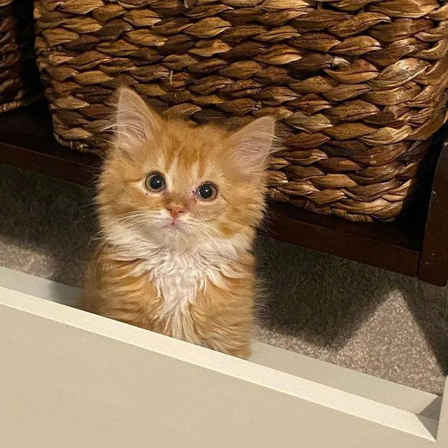 Twin kittens were so overjoyed to have a comfortable place to stay that they thrived and grew into happy ginger cats, filled with contentment. – The News Volcano