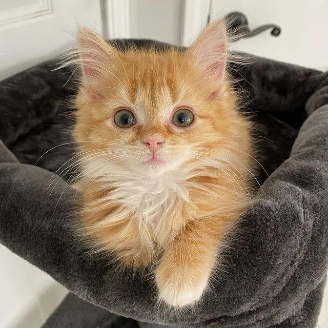 Twin kittens were so overjoyed to have a comfortable place to stay that they thrived and grew into happy ginger cats, filled with contentment. – The News Volcano