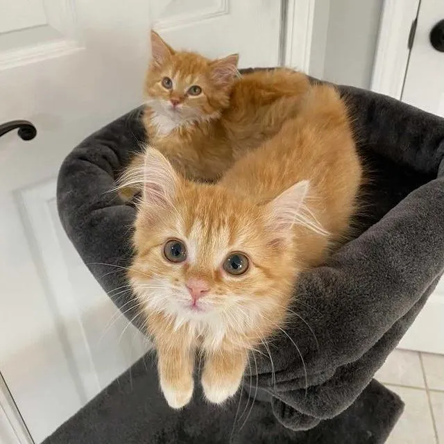 Twin kittens were so overjoyed to have a comfortable place to stay that they thrived and grew into happy ginger cats, filled with contentment. – The News Volcano