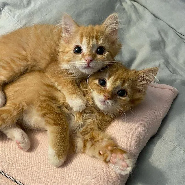 Twin kittens were so overjoyed to have a comfortable place to stay that they thrived and grew into happy ginger cats, filled with contentment. – The News Volcano