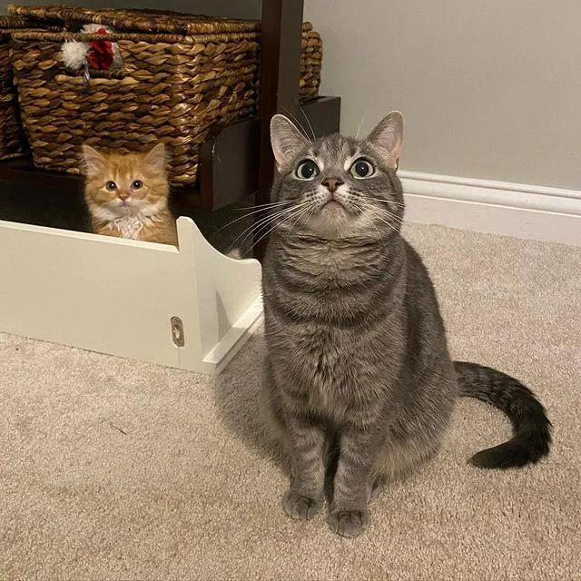 Twin kittens were so overjoyed to have a comfortable place to stay that they thrived and grew into happy ginger cats, filled with contentment. – The News Volcano