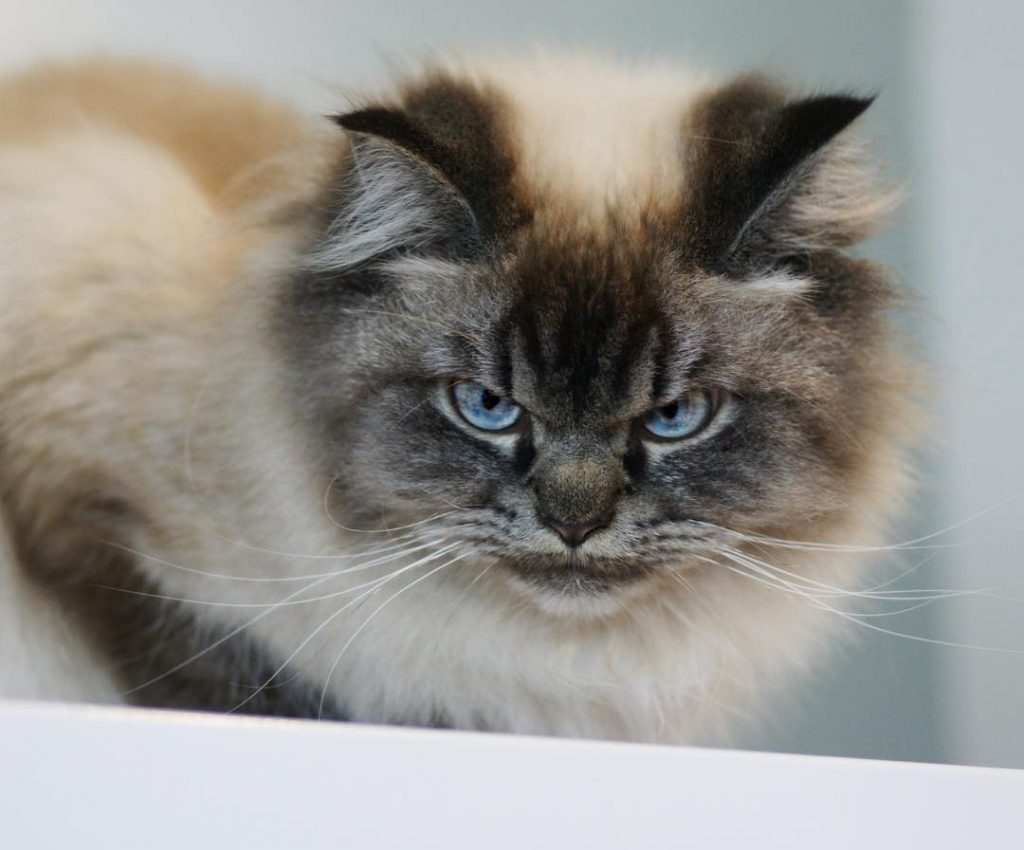 Meet Merlin, the Ragdoll cat who always has a displeased expression, bringing a comedic element to his facial expression. – The News Volcano