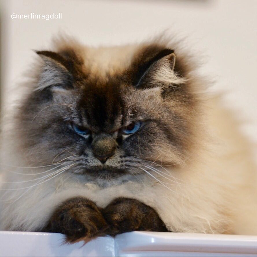 Meet Merlin, the Ragdoll cat who always has a displeased expression, bringing a comedic element to his facial expression. – The News Volcano