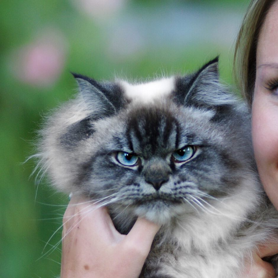 Meet Merlin, the Ragdoll cat who always has a displeased expression, bringing a comedic element to his facial expression. – The News Volcano